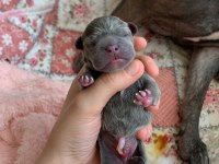 Anne blue - baba blue tan french bulldog yavrular