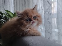 Şecereli iran kedisi yavrusu
