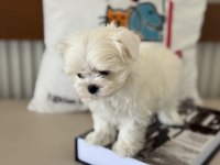 Petmode köpek çiftliğinde tea cup kore kan maltese