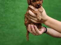 Toy poodle 1 dişi ve 1 erkek