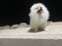 4 aylık erkek pomeranian yavru