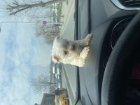 0 numara maltese terrier