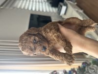 Muhteşem toy poodle yavruları