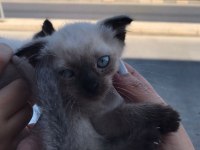 BLUE POİNT YAVRU KEDILERIMIZ son 2 erkek adet