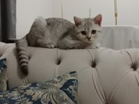Aşıları tam kısırlaştırılmış erkek british shorthair