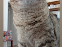 Scottish fold mama karşılığında sahiplendirmek istiyorum