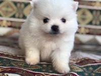 Pomeranian dişi erkek