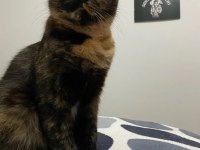 Sevecen british kızımız Lucy