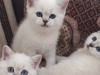 Safkan british shorthair mavi gözlü yavrular