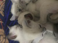 Tapınak bekçisi siyam kedisi bebekler