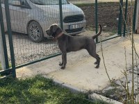 Cane corso blue