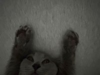 British shorthair erkek 4 aylık
