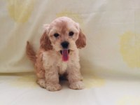 Maltipoo yavrular orijinal ev üretimi