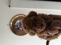 Kore toy poodle