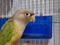 Cıvıl cıvıl rengarenk uysal bebek kuşlar için ulaşın