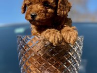Toy Poodle Yavrular (red, red brown, silver, siyah, apricot)