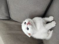 Scottish Fold ve Blue Point sahibinden kediler