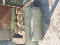 Anne baba has japon akita inu
