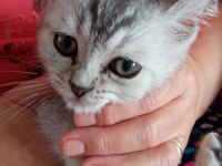British shorthair yavru erkek kedimiz yeni 3 aylık