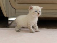 British shorthair ile longhair yavrusu