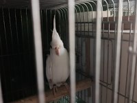 Erkek sultan papağanı