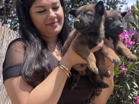 Safkan aşılı malinois yavrularım