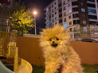 Pomeranian boo 4.5 aylık
