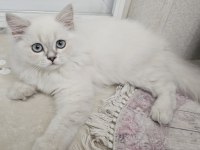 Sevimli british longhair Kedicik