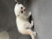 Scottish Fold Yavrular