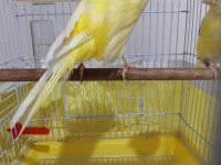 Orjinal Safkan Lankşayır Kanarya 23 Cm