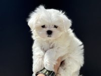 Petmode köpek çiftliğinden tea cup kore kan maltese