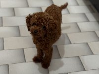 Teacup red brown poodle