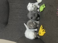 Dünya Tatlısı Scottish Fold Yavrular