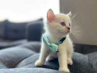 British shorthair 50 günlük yavru