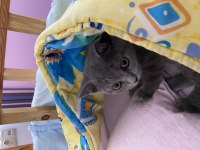 SCOTTİSH KEDİ