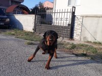 PASAPORTU olan AŞILARININ hepsi tamamlanmış erkek rottweiler