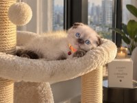Scottish Fold Chocolate Point