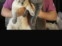 ücretsiz sahiplendirilecek 2 yaşında gri british shorthair