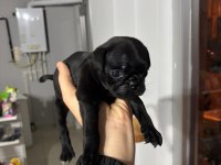 Gül kuyruk sıfır burun pug köpekler