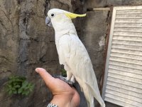EVCİL SÜLFÜR KAKADU