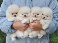 Pomeranian Boo Teddy Bear Köpeklerimiz