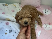 Anne Maltipoo baba toy poodle