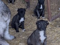 SHOW kalite Safkan Sivas Kangal YAVRULARIMIZ