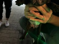 Safkan french bulldog