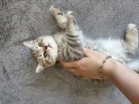 Minik british shorthair bebekler