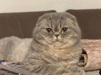Safkan anne ve babadan scottish fold