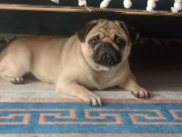 Pug köpeğimiz