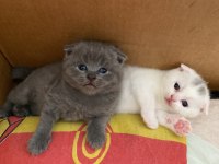 Scottish fold cins kedimizi sahiplendirme