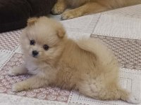 Pomeranian boo yavru