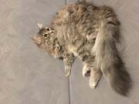 Kuki 3 yaşında dişi british longhair